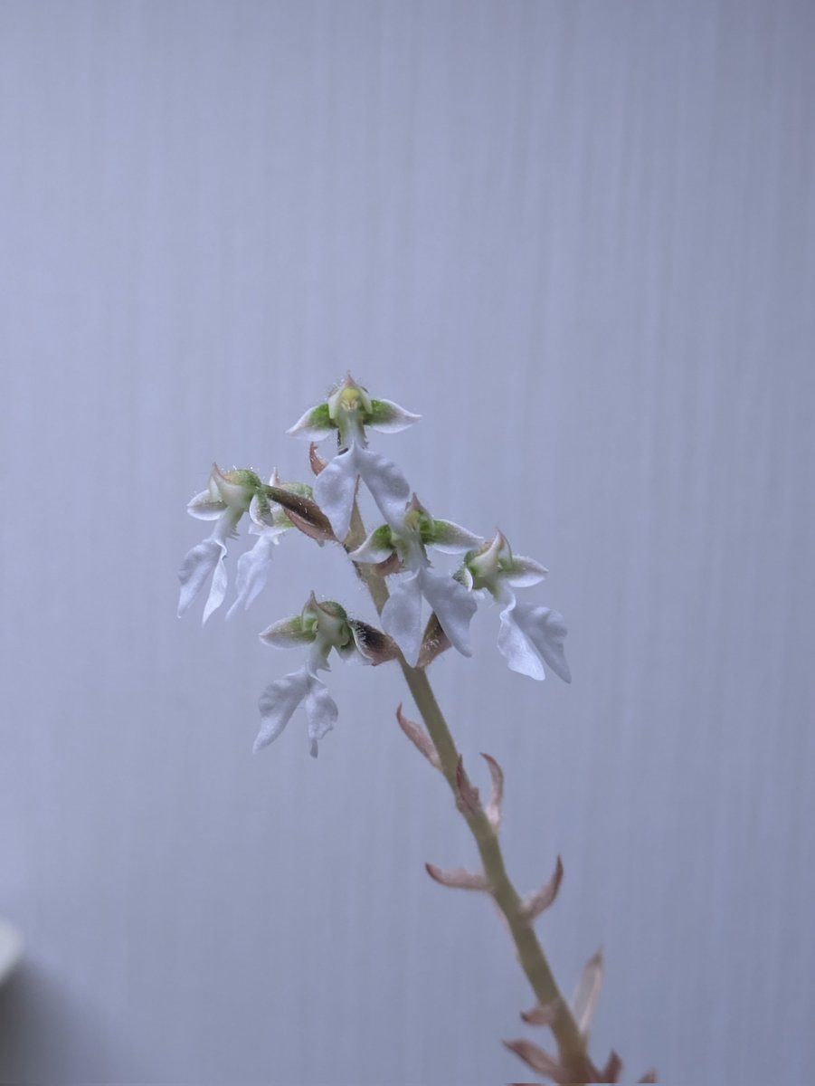 切るつもりだったのに忘れて咲かせちゃった😅