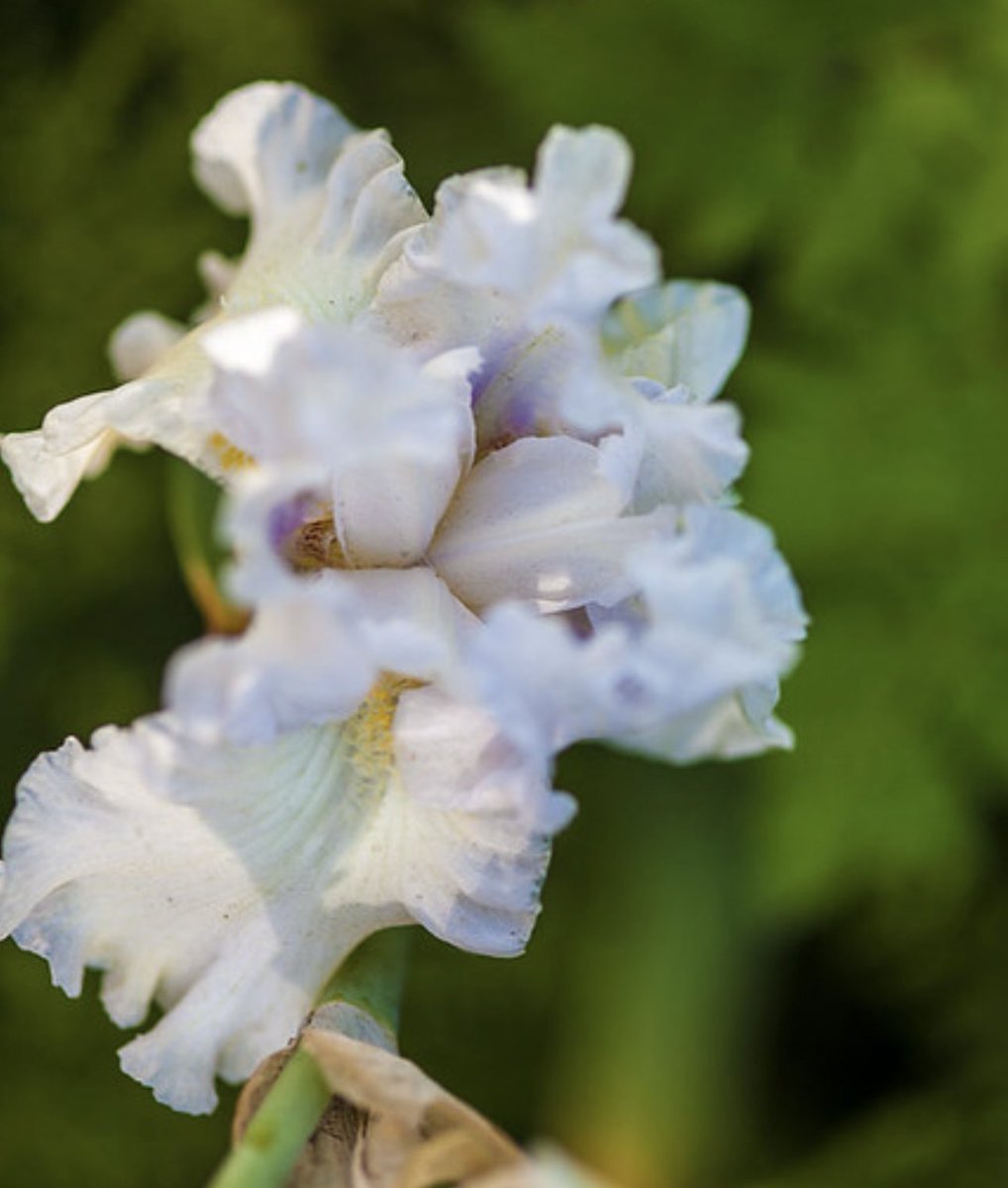 ade lagoku tweet media