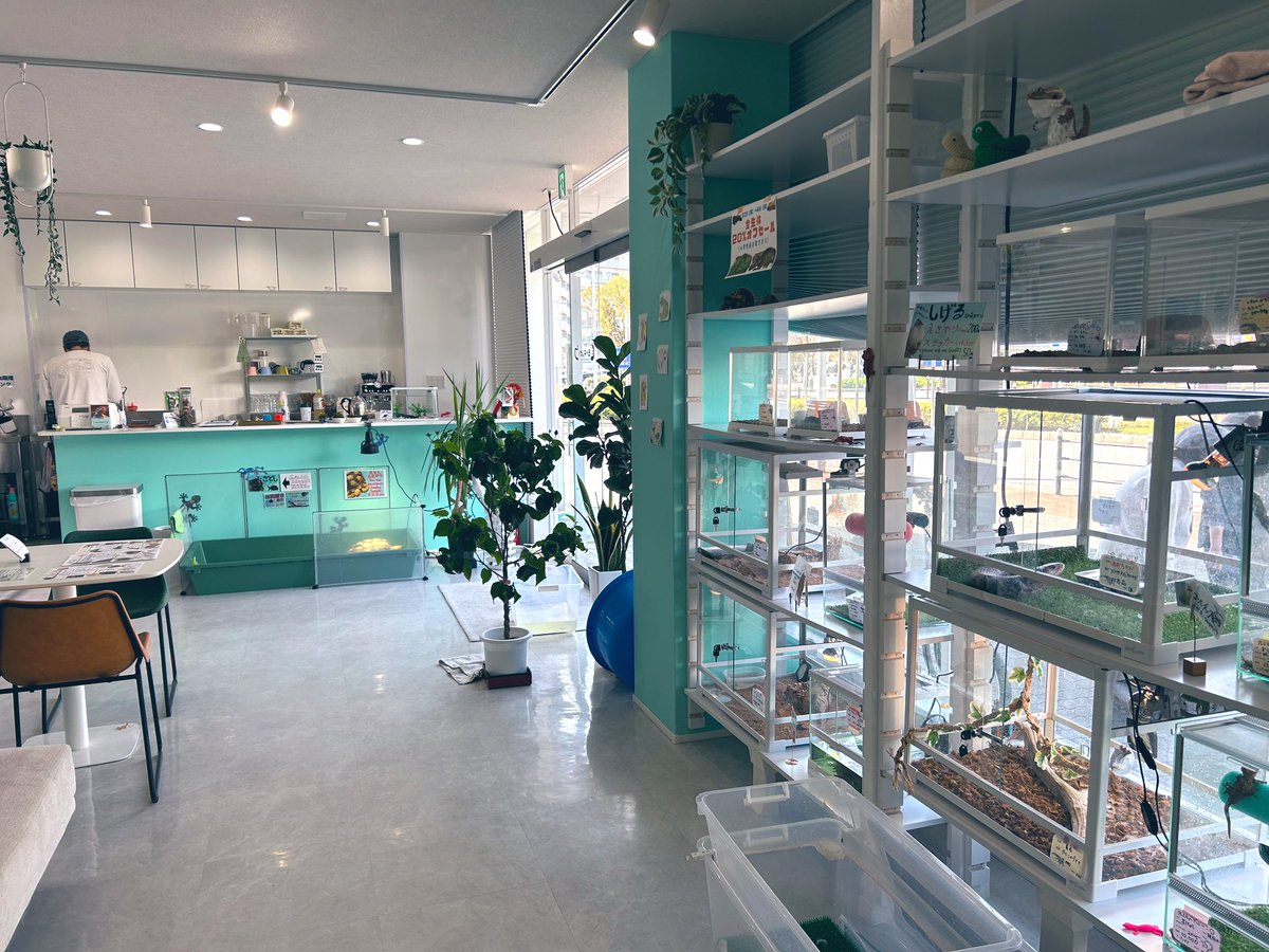 B型就労継続支援 爬虫類カフェ『モドキびより』 tweet media