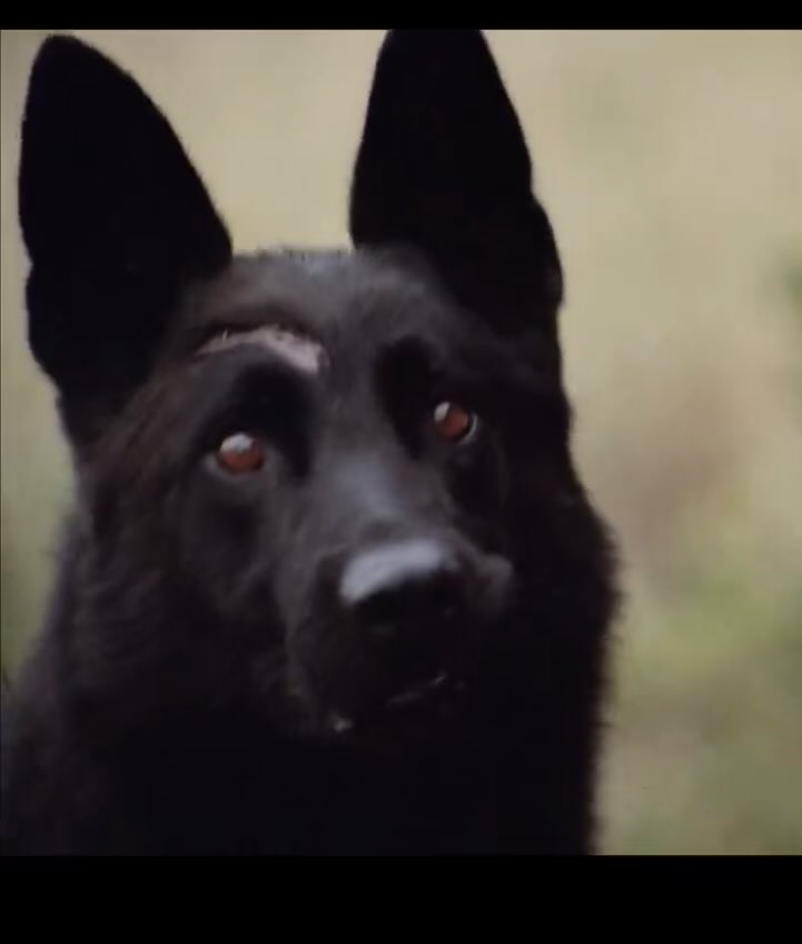 Renaissance Man tweet media