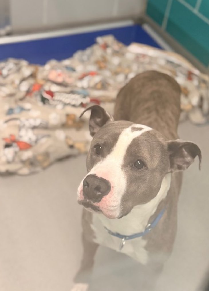 Quinnqueens's tweet image. Clever #250243
#QueensACC 3 Yr M
Listed TBK 4/7 #RescueOnly
With finder for a week, said he’s affectionate, social &amp;amp; follows you around the house. Very fearful, allows limited handling. Needs TLC &amp;amp; love. In NEast #Foster DM @CathyPolicky
#Pledge4Rescue
nycacc.app/browse/250243