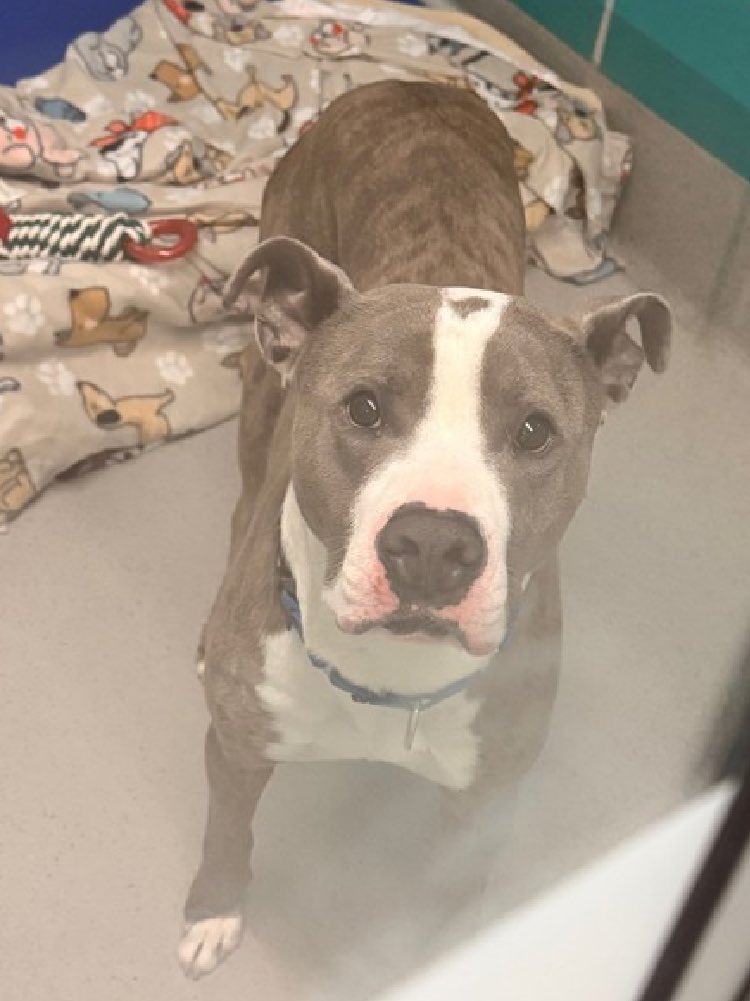Quinnqueens's tweet image. Clever #250243
#QueensACC 3 Yr M
Listed TBK 4/7 #RescueOnly
With finder for a week, said he’s affectionate, social &amp;amp; follows you around the house. Very fearful, allows limited handling. Needs TLC &amp;amp; love. In NEast #Foster DM @CathyPolicky
#Pledge4Rescue
nycacc.app/browse/250243