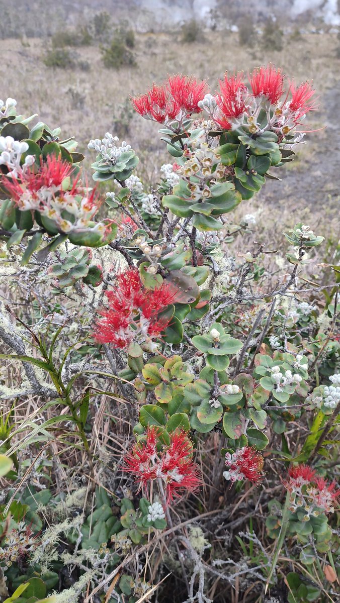 rominaloha's tweet photo. Y entonces los dioses convirtieron a Lehua en flor y así estar siempre con Ohia 🥰 https://t.co/V4FxSR4fsc