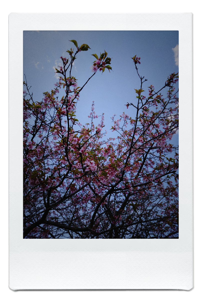 hitopharup's tweet photo. 1日遅れちゃった
桜の時期になりましたよ https://t.co/AB1VgW0uN1