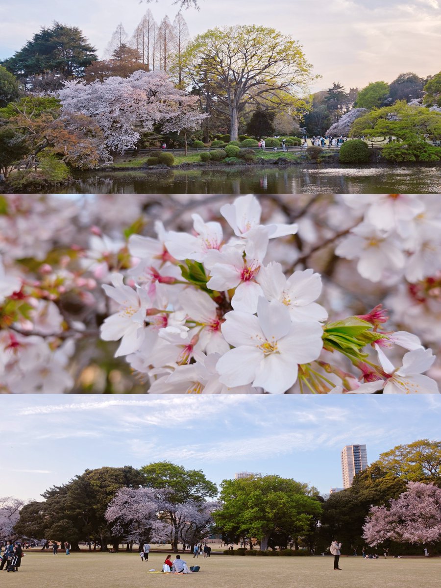 Snapdragon_JPN's tweet image. 今日は #フォトの日 📸✨ 
スナドラ端末で撮影したお気に入りの1枚に
#ShotOnSnapdragon を付けてシェアしてみませんか🌸
？
お花見ショットも大歓迎です😉