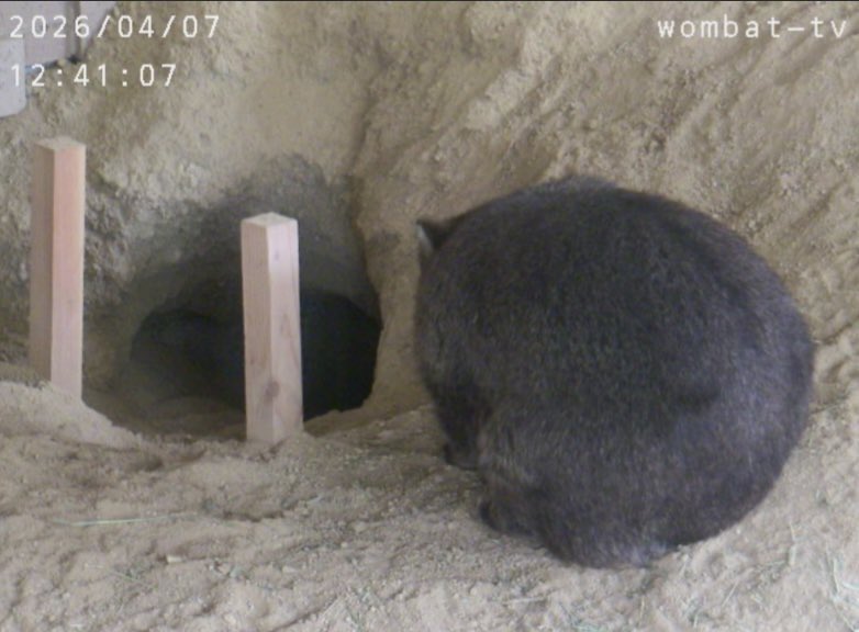 ょ🦛ょ🐑ょ tweet media