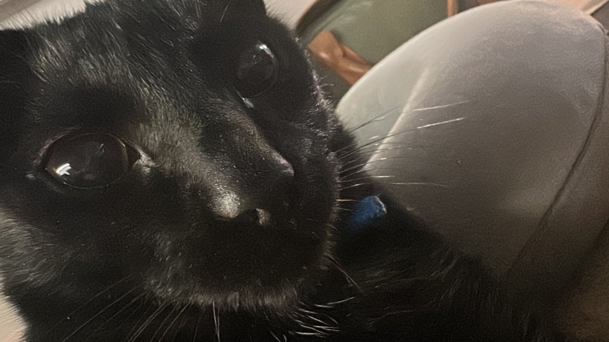 fake pips tweet media