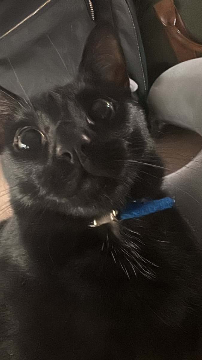 fake pips tweet media