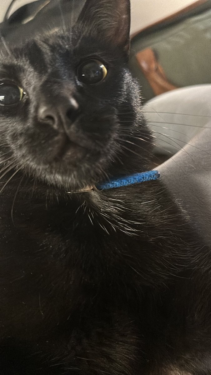 fake pips tweet media