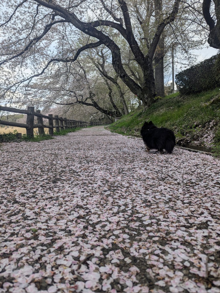 AnnechanPo111's tweet photo. 桜絨毯広がったよ🥰 https://t.co/8Wcrz21EQA