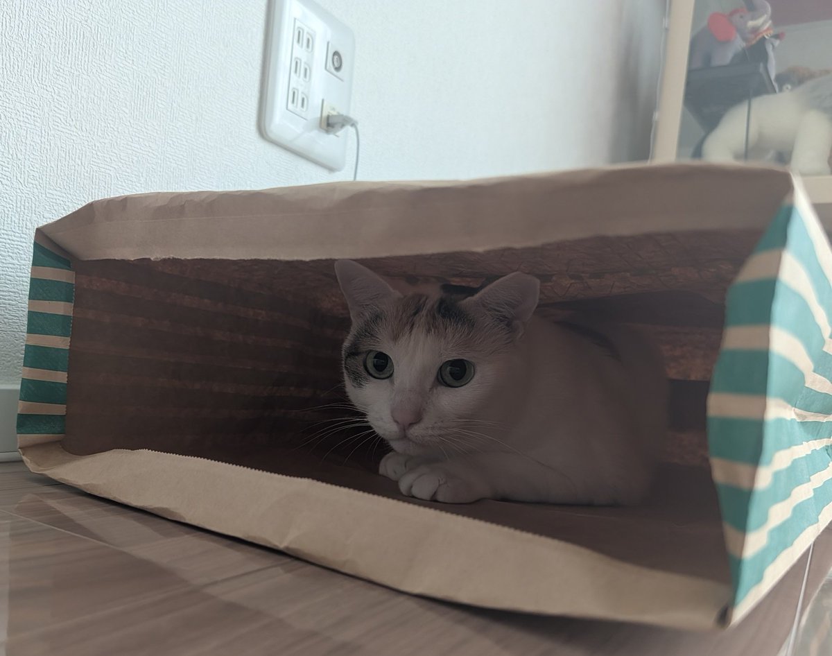 tatematsu_san tweet media