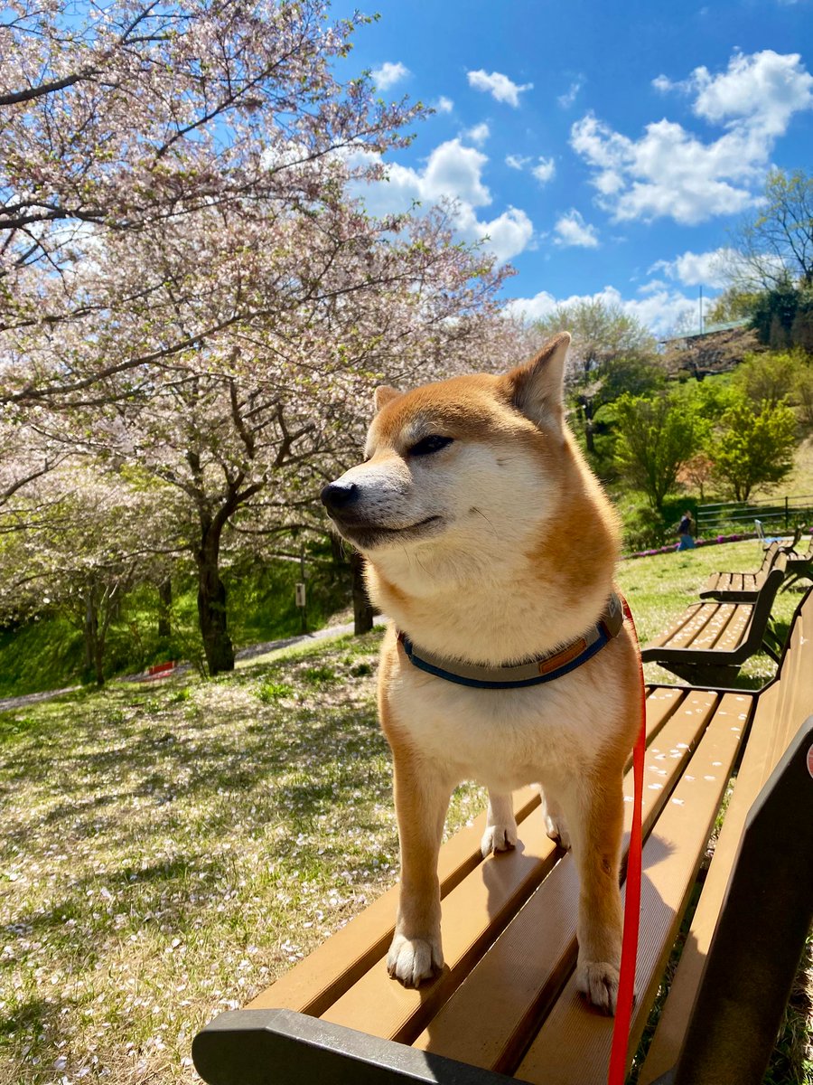 柴犬ぽん (@ponjuice729) / Posts / X