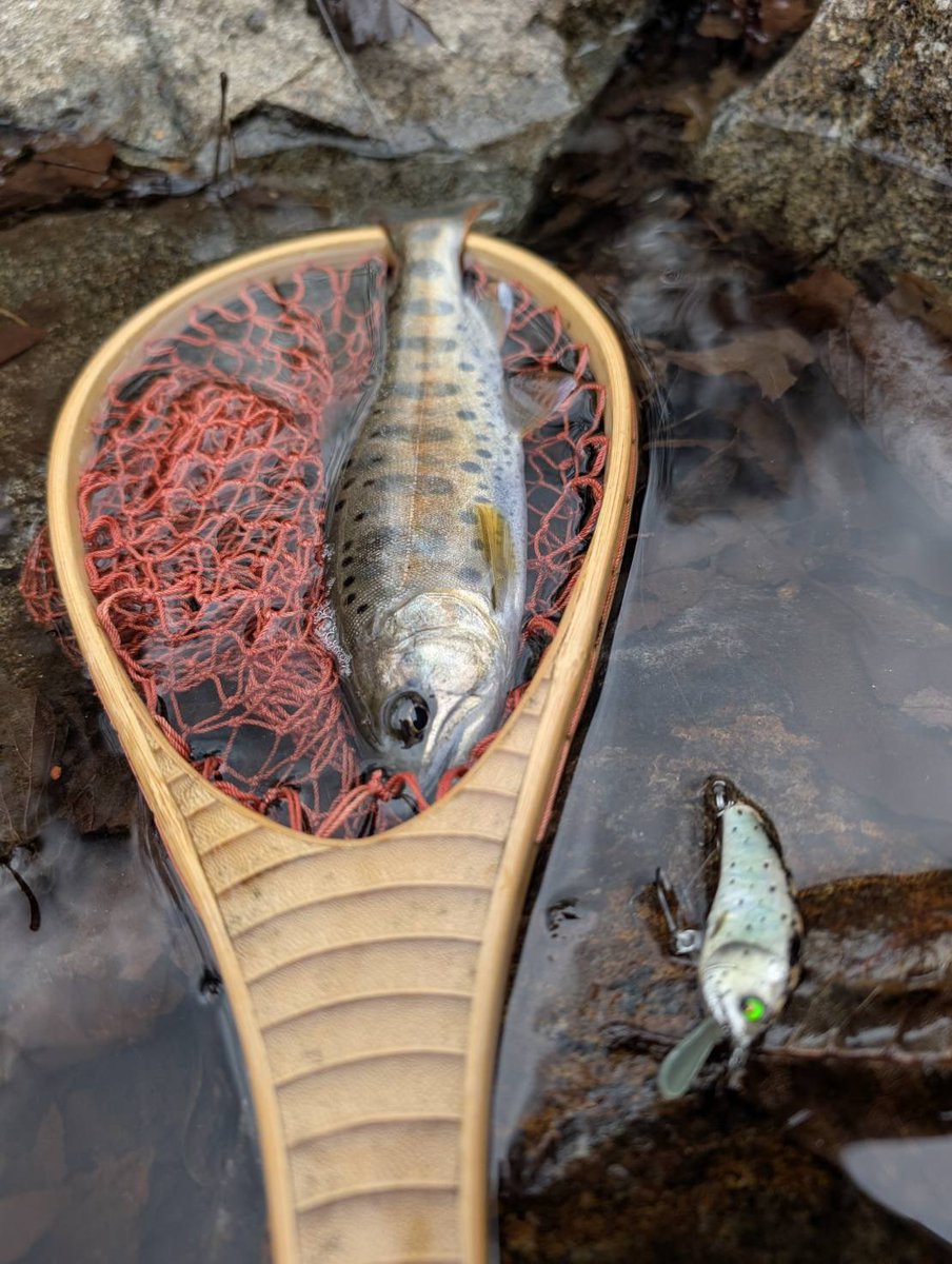 Tomato Lures tweet media