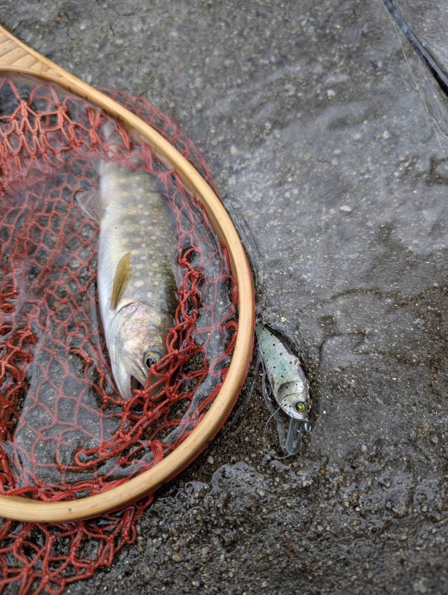 Tomato Lures tweet media