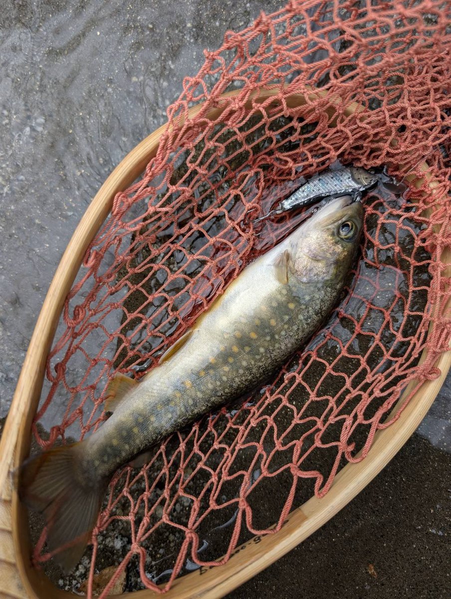 Tomato Lures tweet media