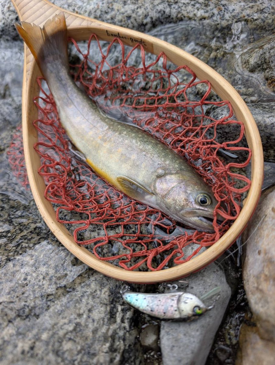 Tomato Lures tweet media