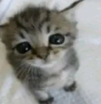 Doug testemunha do IHAC 🤓 tweet media