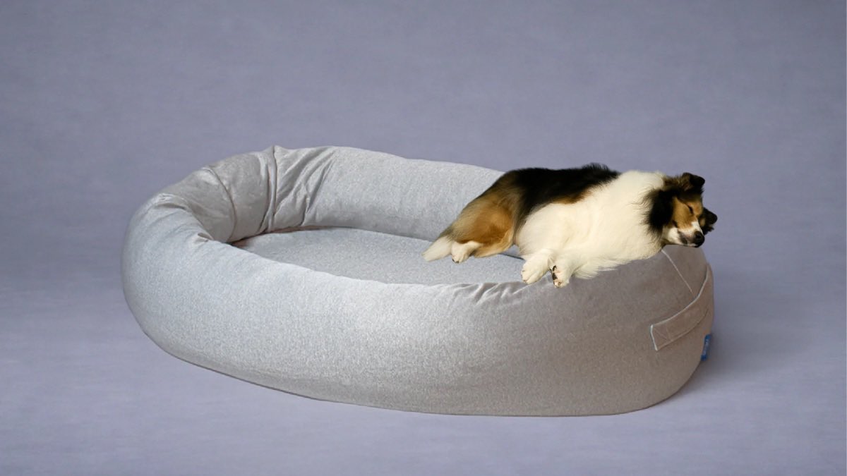 シェルティ　えるちゃん tweet media