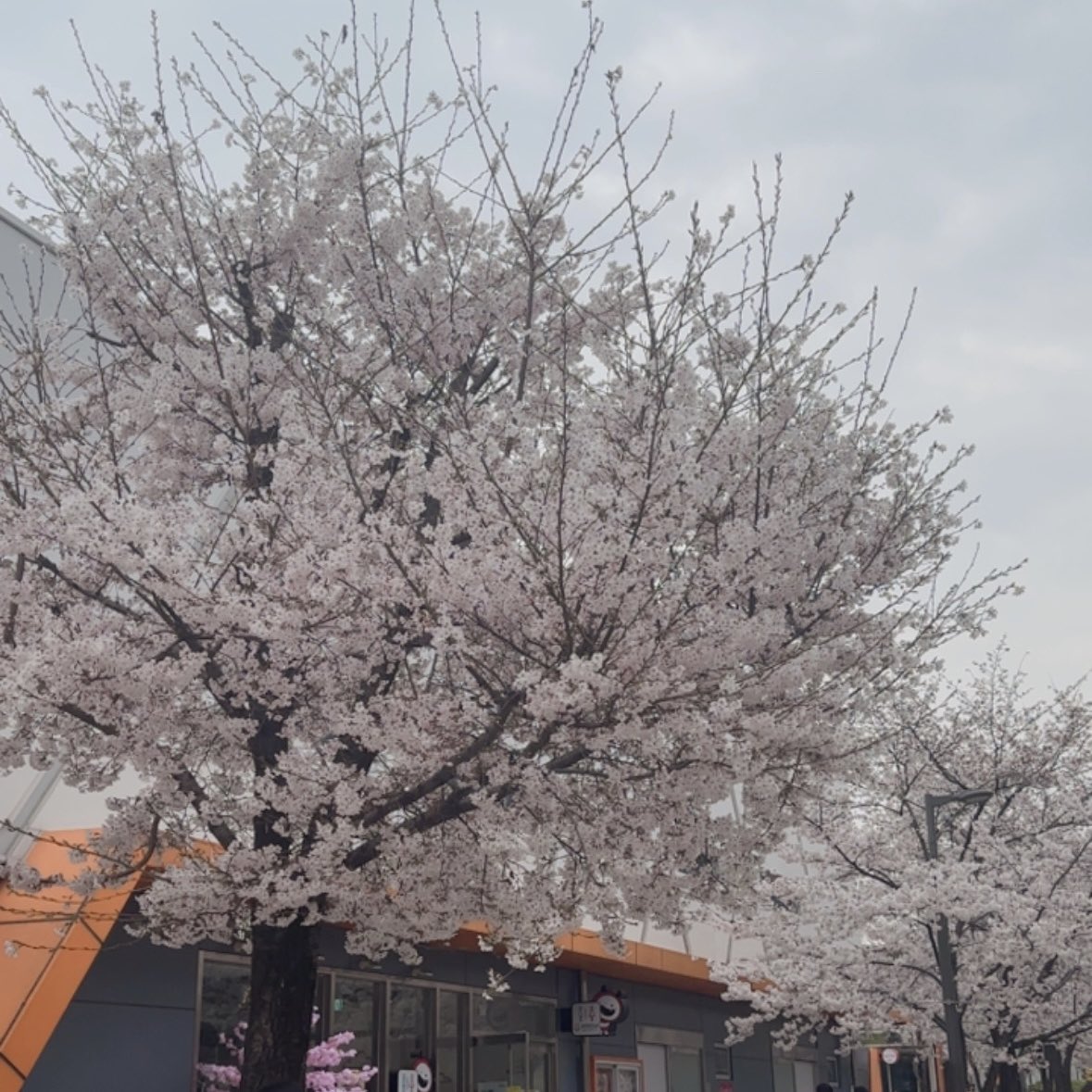 Jennnlee_'s tweet photo. 🌸✨  #나나생각중 #재민 #제노 https://t.co/a93KtfnnU2