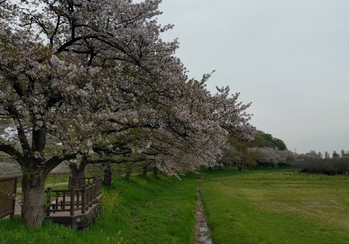 はなゆめ tweet media