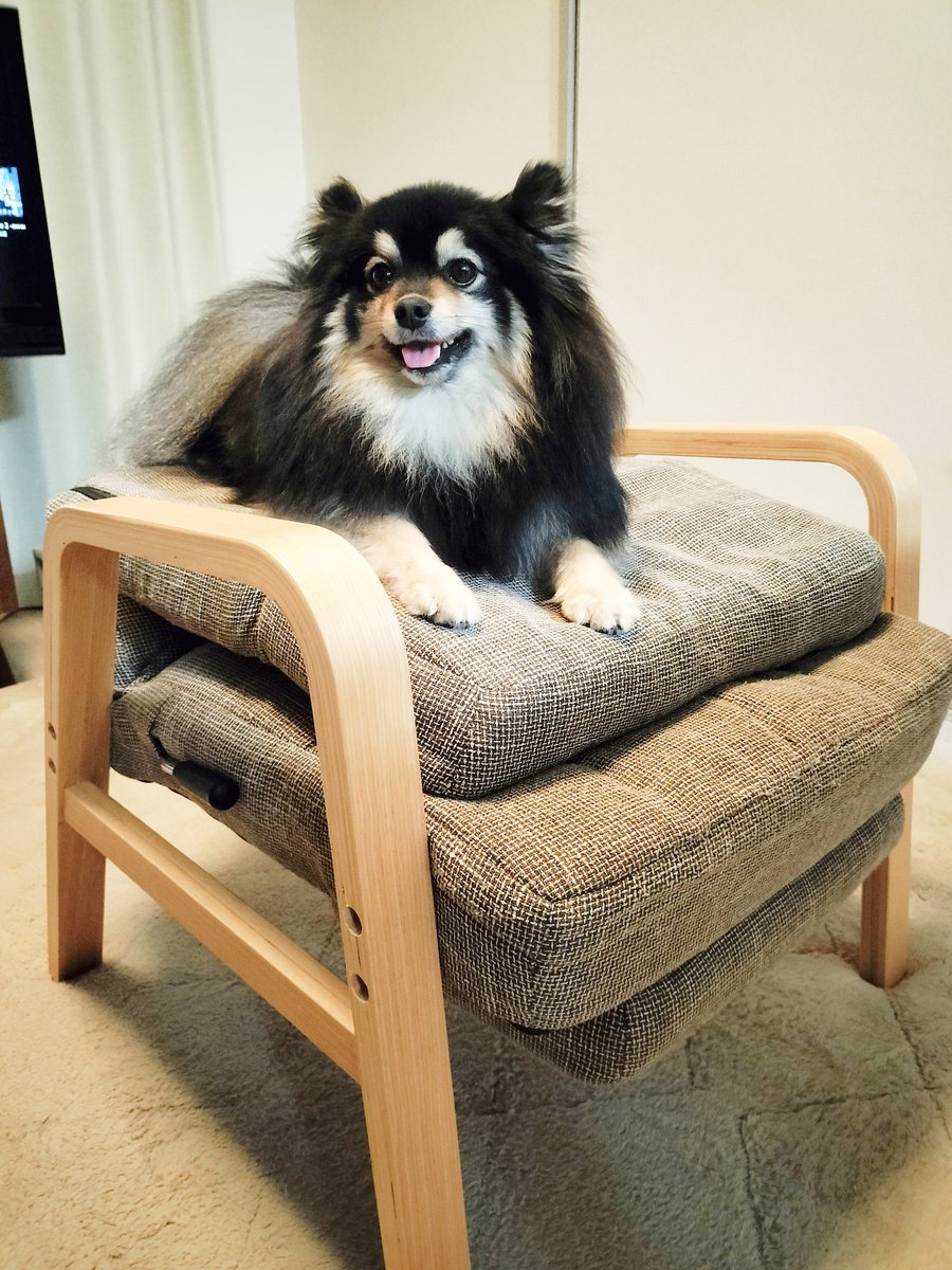 いときち🐶愛棒はポメラニアン tweet media