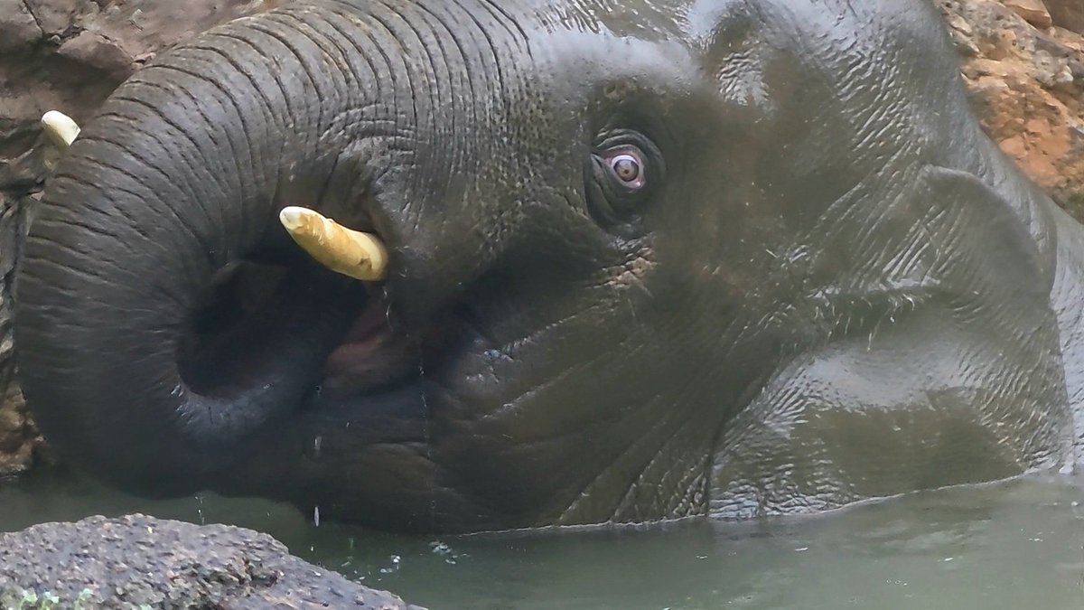 アルン🐘 tweet media