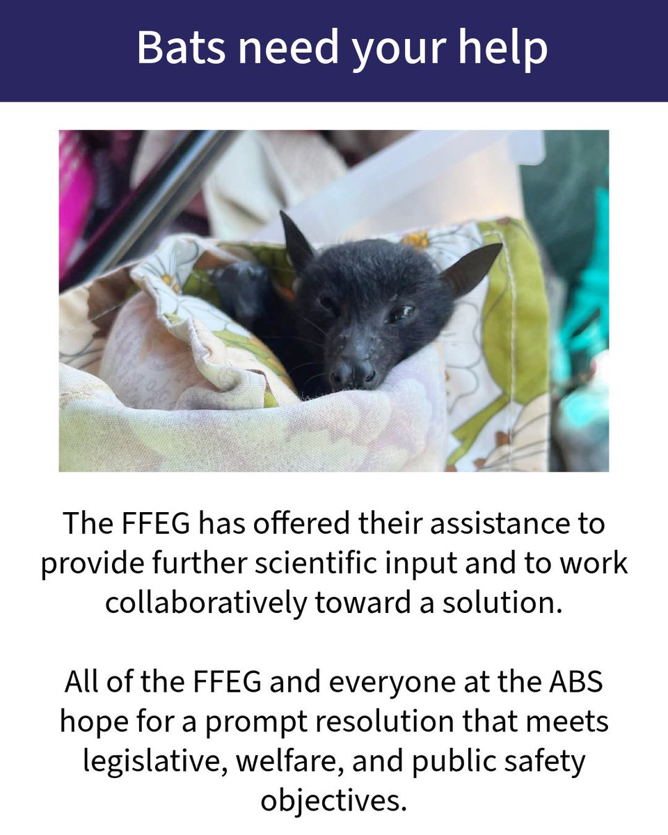 Australasian Bat Society tweet media