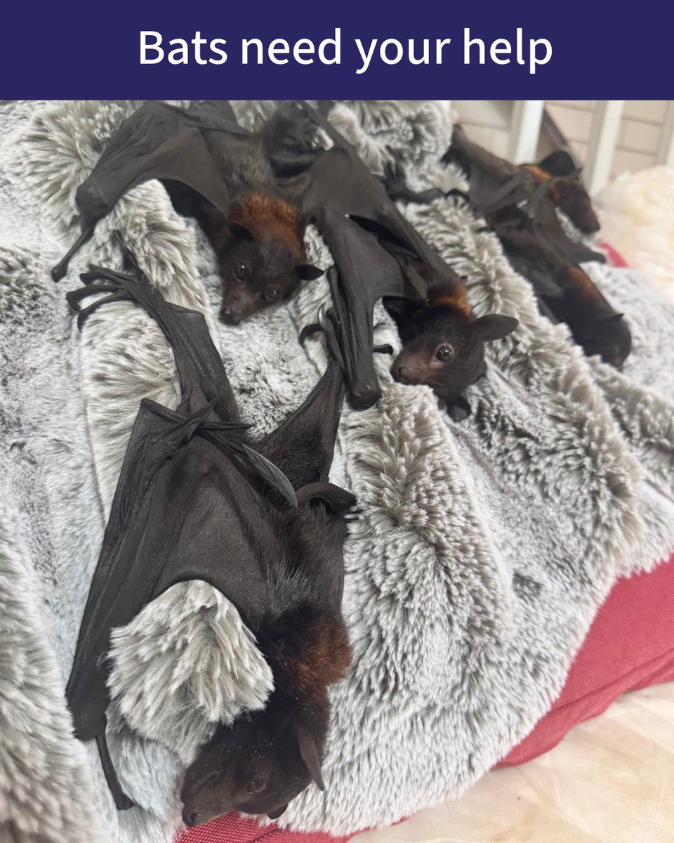 Australasian Bat Society tweet media