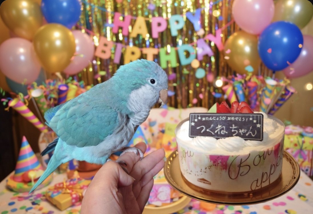 本日無事に、
ひとり息子が８歳にレベルアップを
することができました👏
恒例のケーキでお祝いです🥳🥳🥳

#オキナインコ