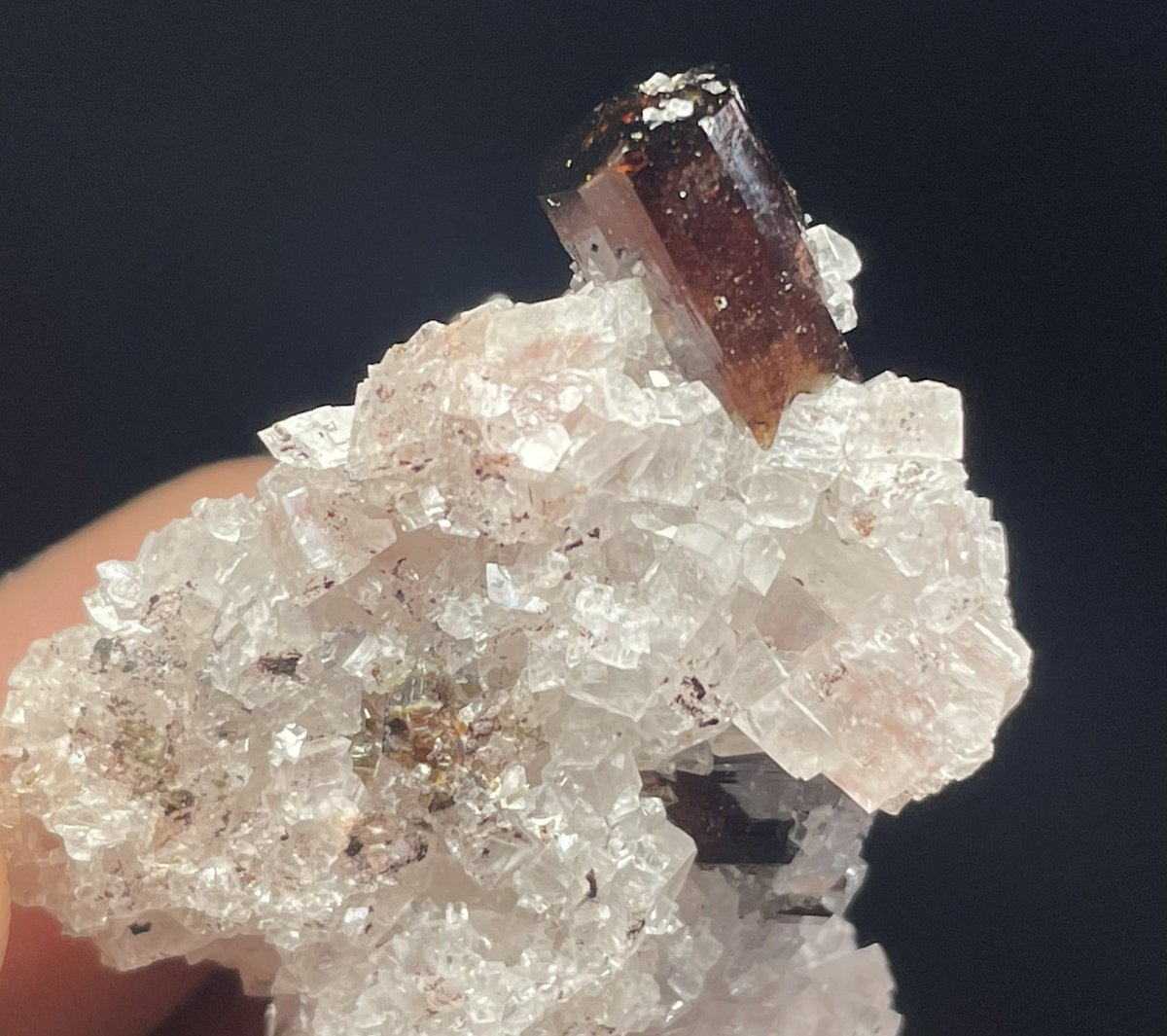 げんかつぎ川崎大師4月【新店長の部屋】 tweet media