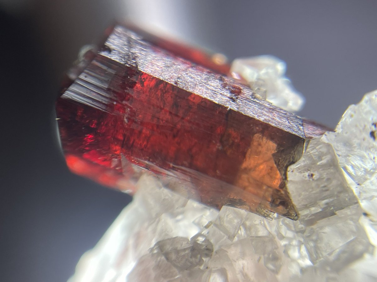 げんかつぎ川崎大師4月【新店長の部屋】 tweet media