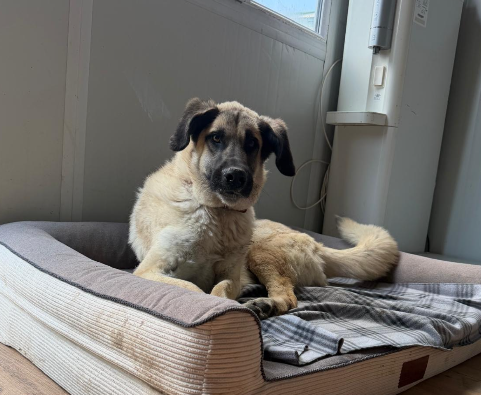 Dog Desk Animal Action tweet media