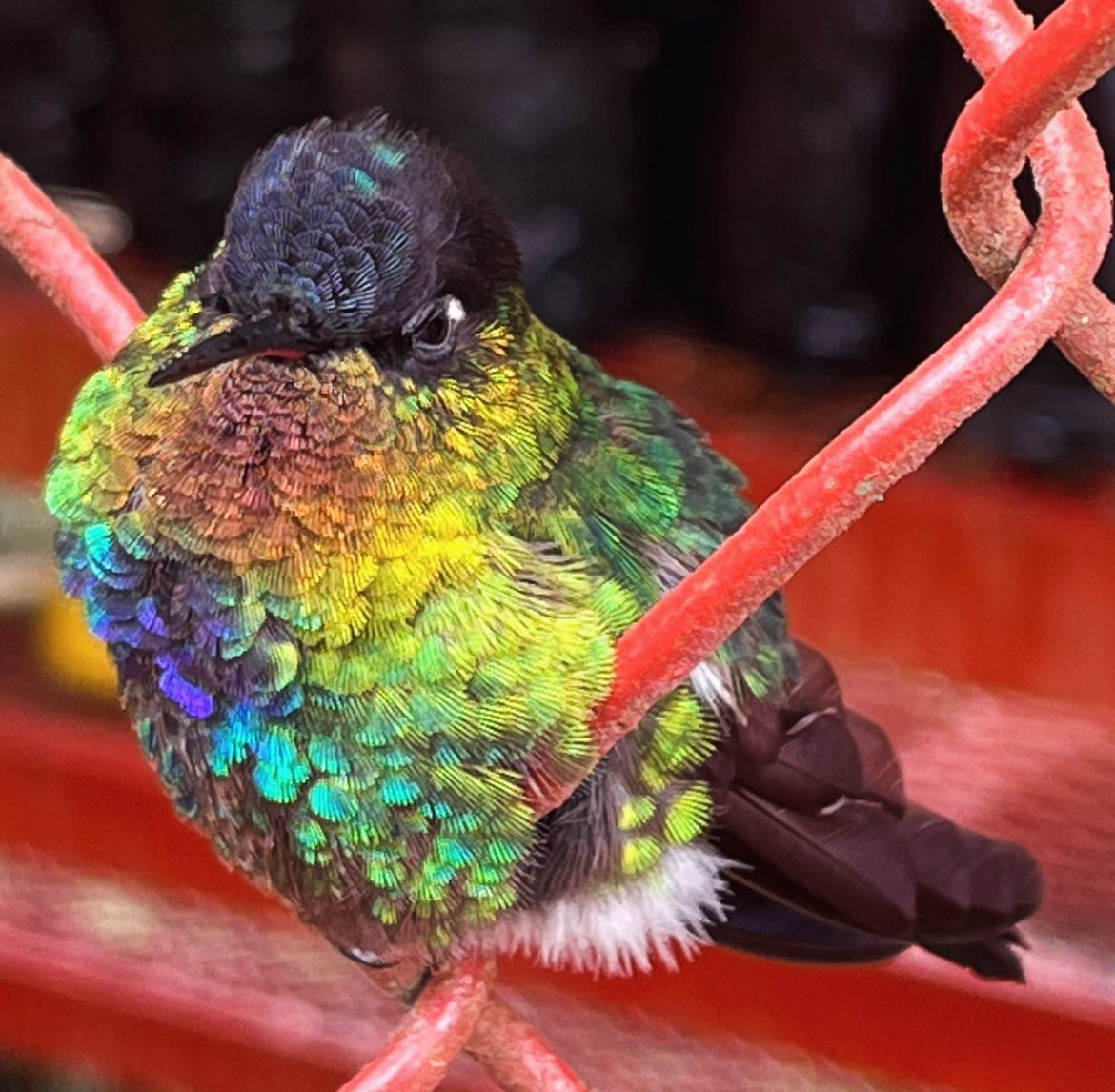 The Contortionist (@ancient_bitch) on Twitter photo 