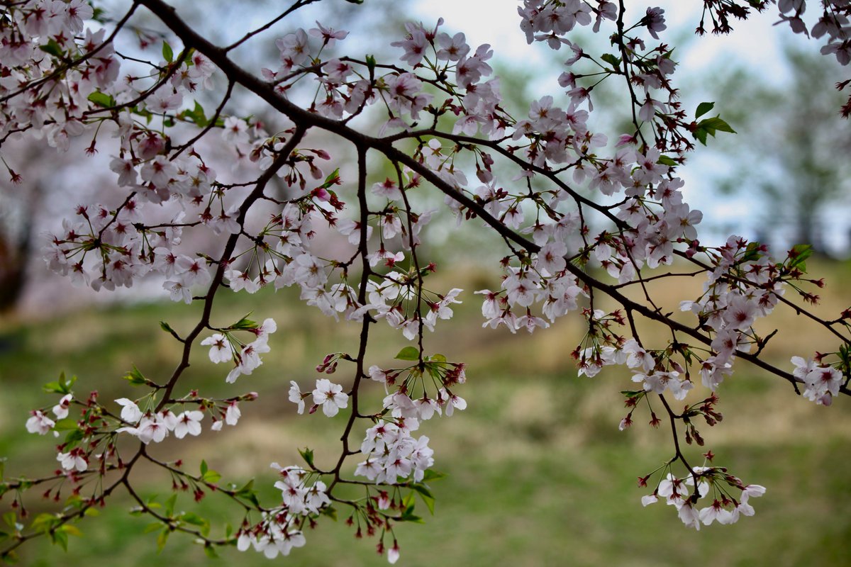 BeatMocha's tweet photo. #散歩写真 #桜 #EOS5dMark2 #EF70_300mm https://t.co/5HuvKfnAey