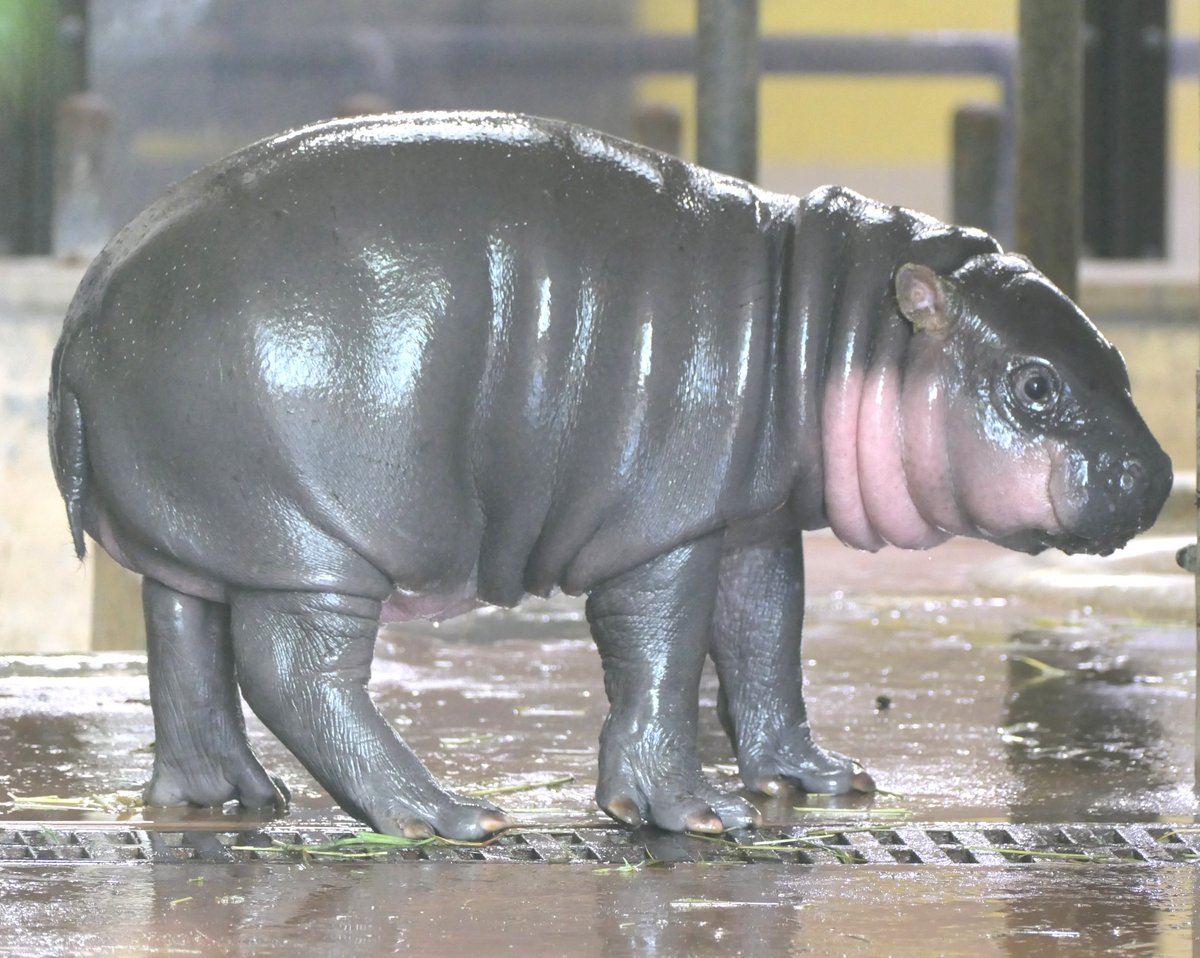 上野動物園［公式］ tweet media