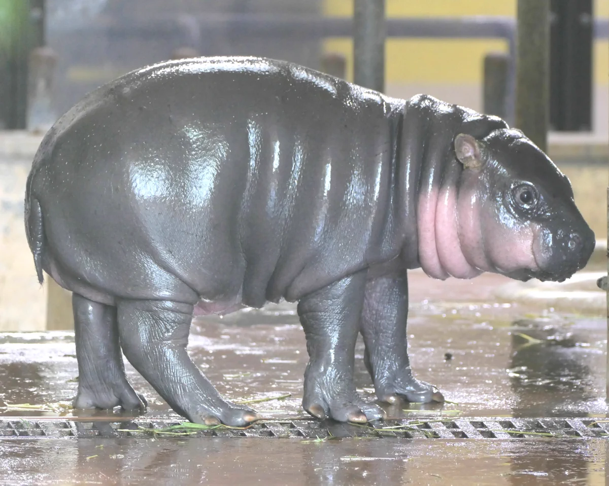 コビトカバ 上野 動物園