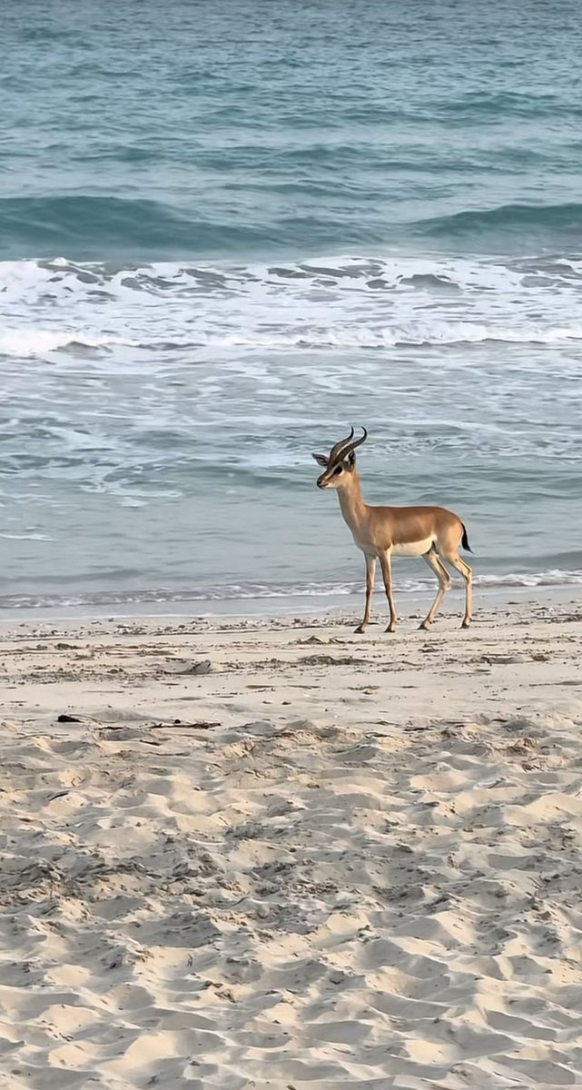 ♕هـ🅗🅐🅩🅐ـزاع♕🇴🇲 tweet media