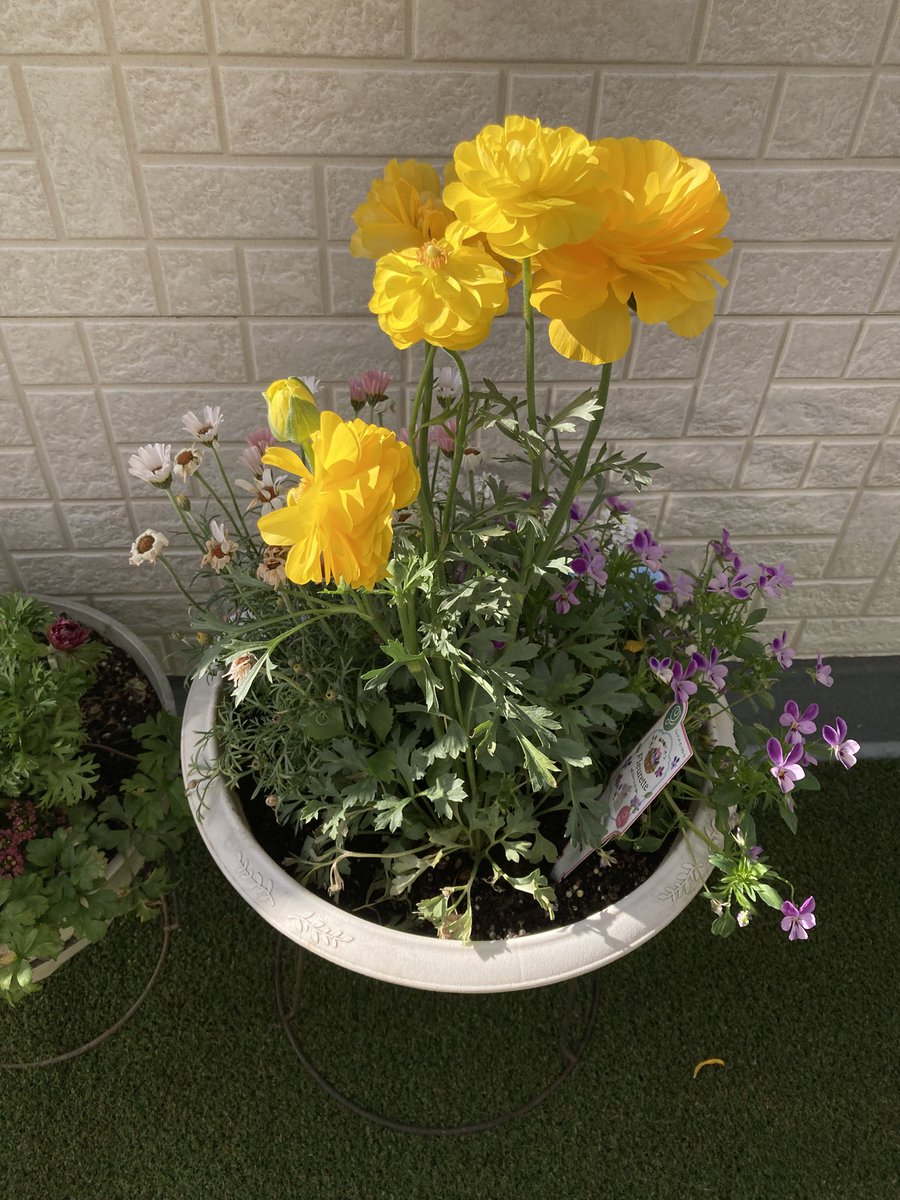 ふうか tweet media