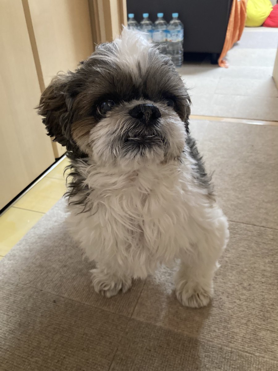 ふうか tweet media