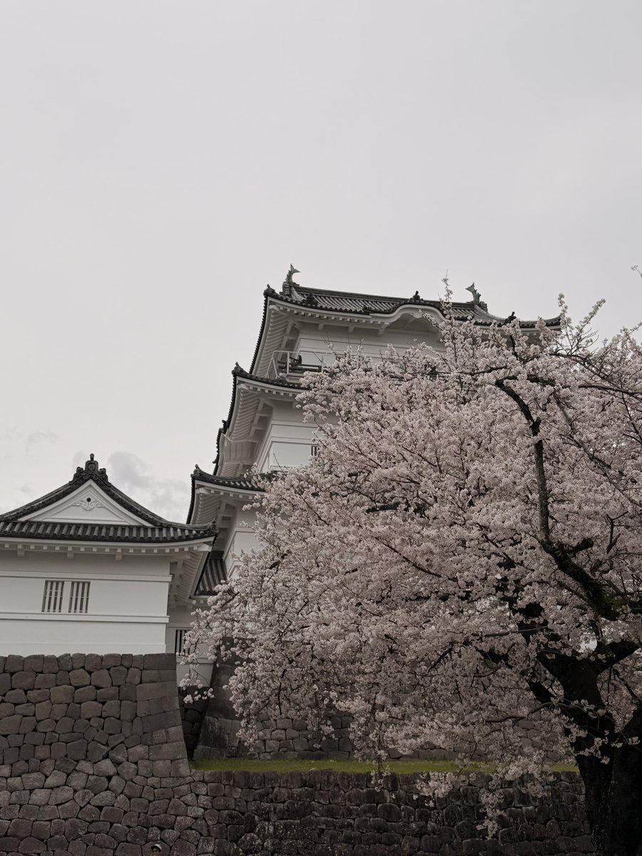 桜って凄いよな🌸
花を咲かせた後、すぐ散らして、間髪入れずに、葉を芽吹かせて、次の花を咲かせる準備をし始める。
俺が桜なら、
「ねぇ、綺麗でしょ！咲かせるのに1年も掛かったの。ねぇ、見て。私をもっと見て！」