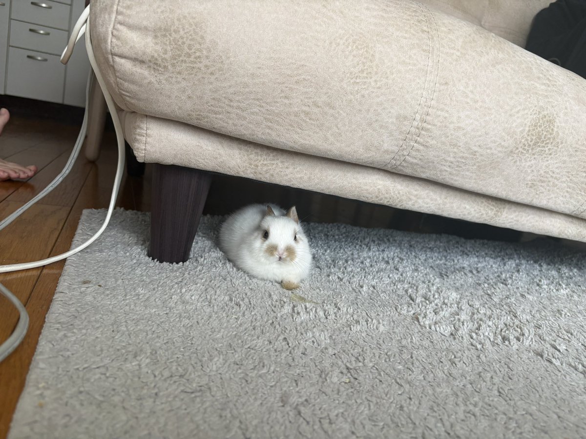 しぐれ tweet media