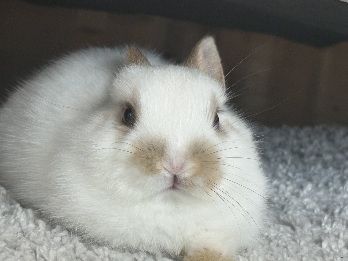 しぐれ tweet media