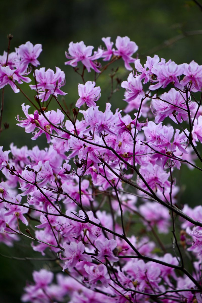 BeatMocha's tweet photo. #散歩写真 #ツツジ #EOS5dMark2 #EF70_300mm https://t.co/kBLxgvvX3i