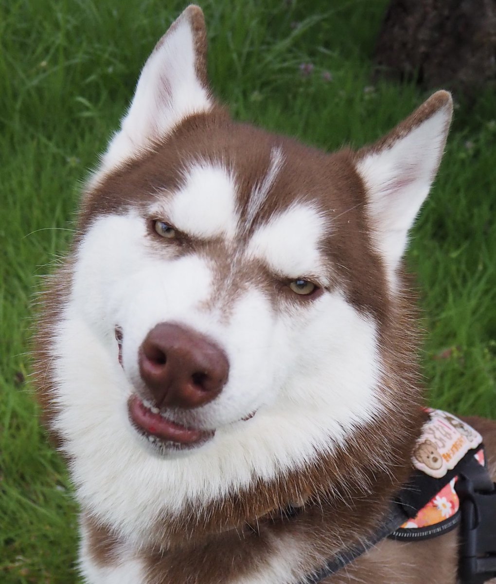 ふくまる+ぶな= tweet media