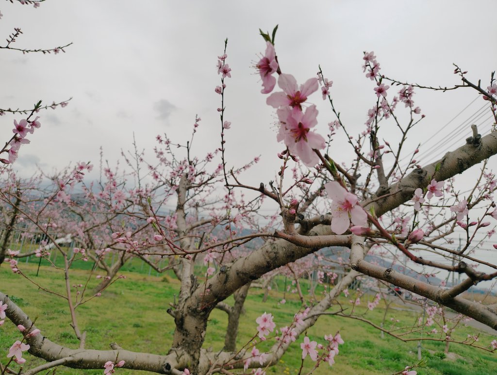 力士桃園🍑福轟力 tweet media