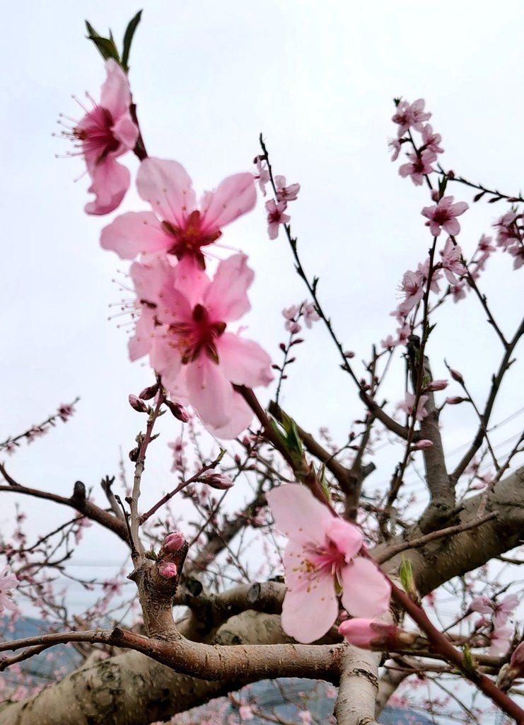 力士桃園🍑福轟力 tweet media