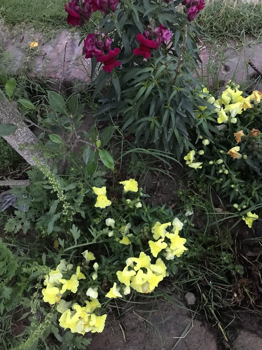 Iamtehreembutt1's tweet image. Good morning my X fam!💕 #goodweather