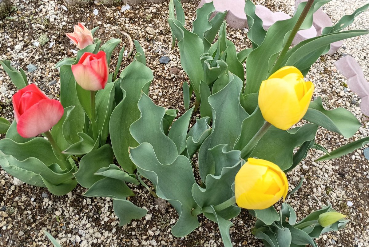 るびぃ💙 tweet media