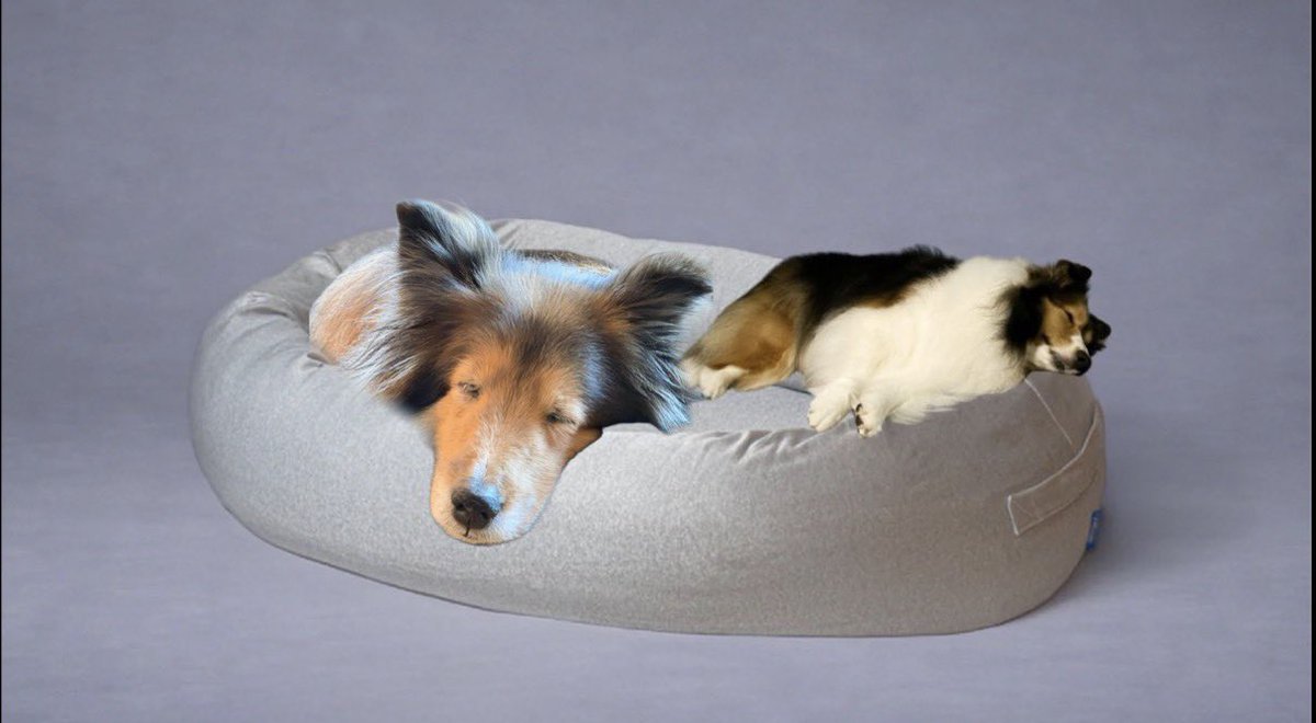 ぷるころ tweet media