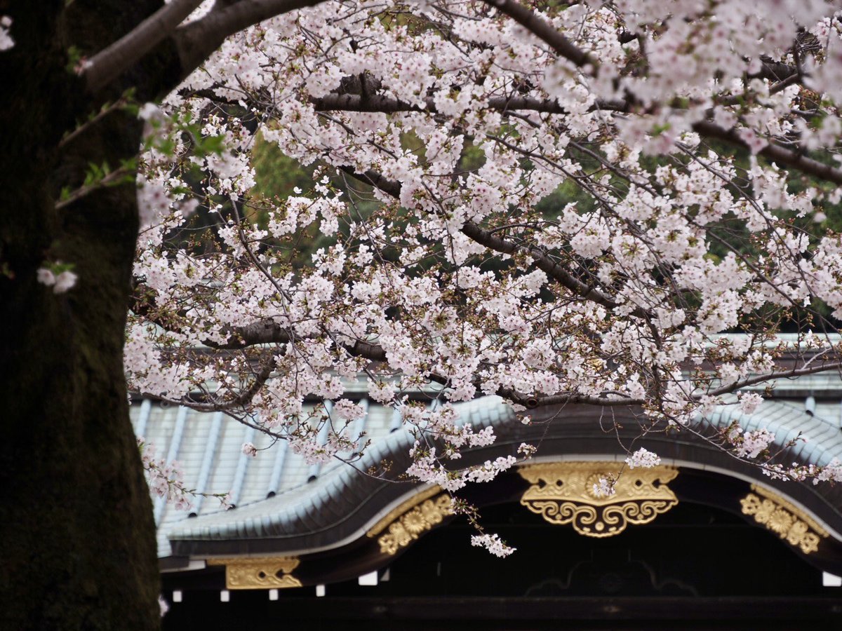 ロプロス tweet media